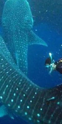 Whale Shark with Tumalog Falls & Sumilon Sandbar
